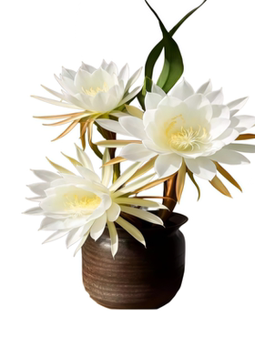 昙花盆栽带苞卉植物阳台室