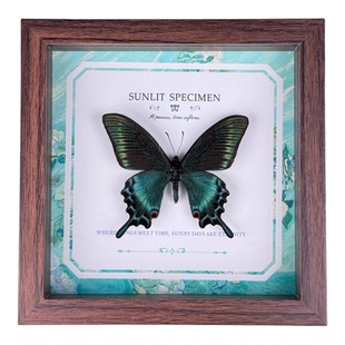 晴天蝴蝶 标本相框桌面装饰摆件稀有原蝶艺术挂画装饰画 手工制作