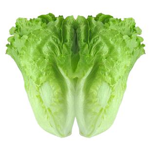 意大利耐抽苔生菜种籽桶装生菜种孑生菜种籽四季春秋冬种水培