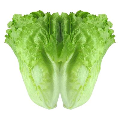 意大利耐抽苔种孑四季水培生菜