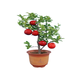 塔尔玛西梅苗耐寒嫁接西梅树果苗庭院超大号北方南方矮化李子树苗