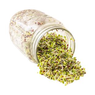 芽菜发芽罐  梅森玻璃发芽瓶 豆芽菜种植播种Sprouting Jar Kits