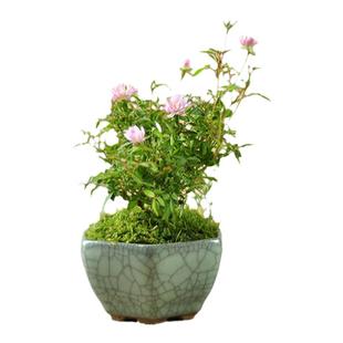 日本姬月季盆栽带花苞花卉露天室外月季超微盆景桌面姬乙女植物
