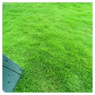 草坪草籽种子免修剪四季常青护坡狗牙根马尼拉地毯草皮籽庭院耐热