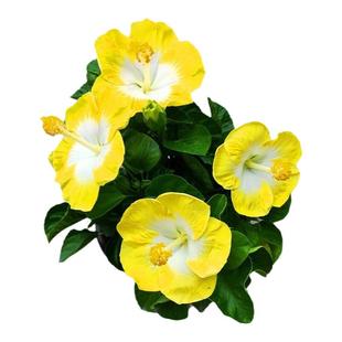 祥瑞花卉木槿芙蓉扶桑花耐晒耐热庭院阳台盆栽多年生带花苞朱槿花