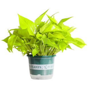 大叶黄金葛绿萝金叶盆栽除甲醛净化空气水培室内新品植物可长藤