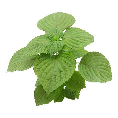 蔬菜盆栽四季可食用苏子叶