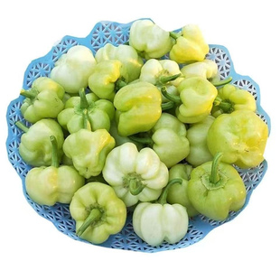 广西桂林特产农家蔬菜新鲜灯笼椒白玉辣椒酿白辣椒灯笼椒1斤包邮