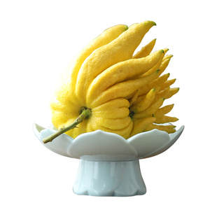 可水养佛手柑托盘陶瓷中式佛手果水培器皿专用花瓶佛手摆放盘供盘