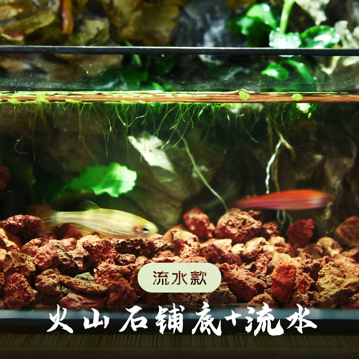 苔藓微景观雨林缸生态瓶桌面绿植创意水陆生态缸植物森林成品造景