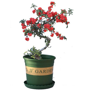 火棘沙棘盆景盆栽树桩盆景绿植观花观果植物阳台客厅庭院带果发货