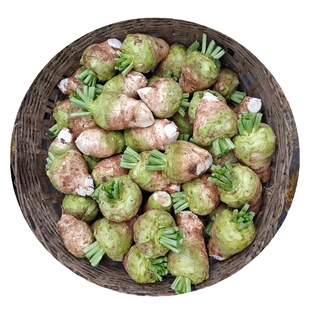 四川大头菜新鲜宜宾本地大头菜生的腌制麻辣咸菜榨菜头芥菜