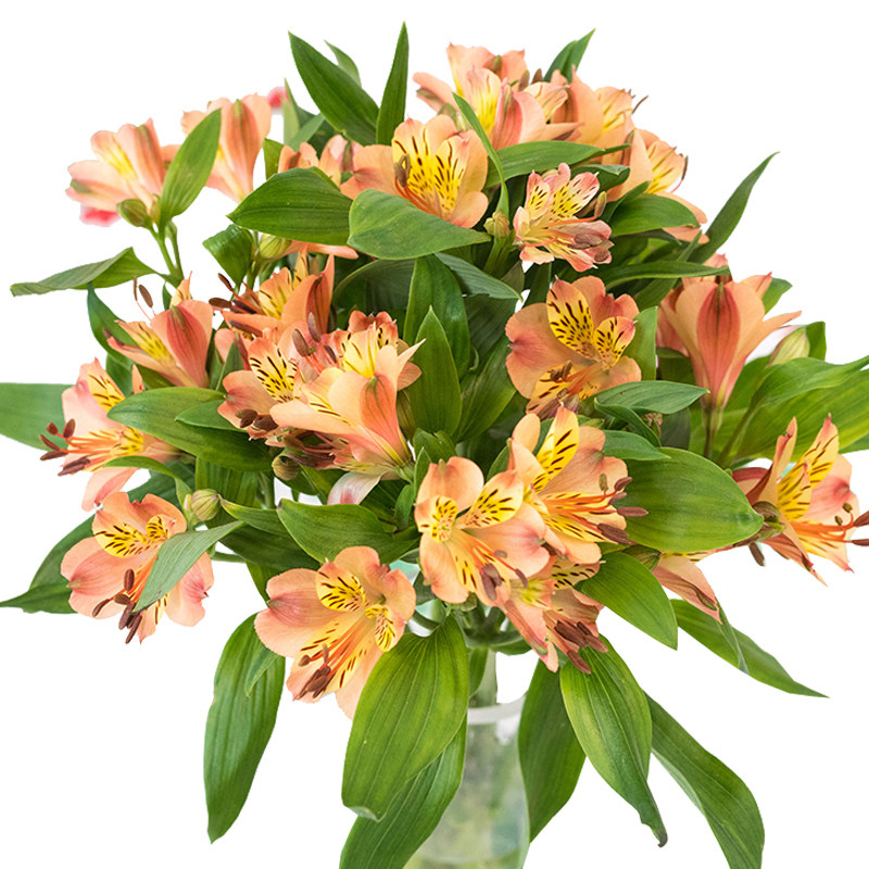 水仙百合鲜花昆明直发斗南花卉市场基地真花插花水养六出花六初花