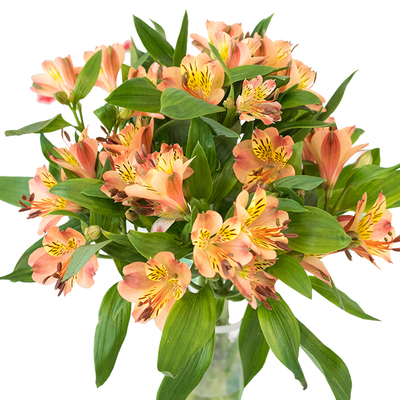 水仙百合鲜花昆明直发斗南花卉市场基地真花插花水养六出花六初花