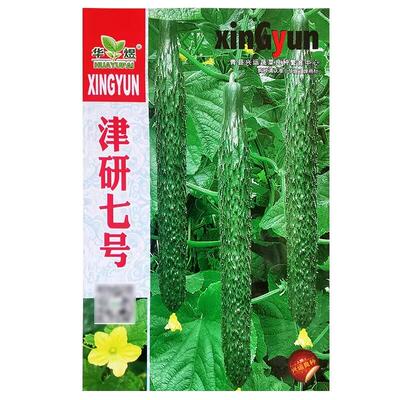 绿芯黄瓜种子高产耐热水果四季