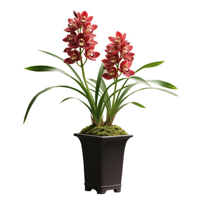 【赤玉团】兰花苗建兰四季兰名贵