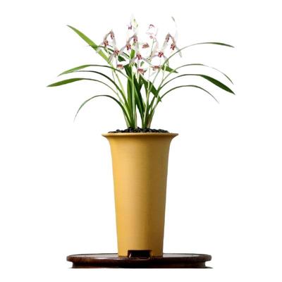 高端四季建兰花苗老种彩凤带花香