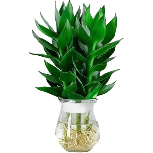 观音竹富贵竹水培带根花卉绿植客厅室内盆栽水养转运竹子好养易活