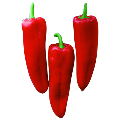 特大辣椒种子种苗青红椒四季阳台