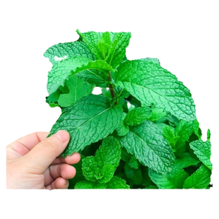 可食用薄荷种籽子盆栽猫薄荷种子阳台植物蔬菜种孑四季种植花种子