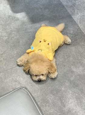 黄色小熊狗狗衣服小型犬带牵引扣小背心泰迪比熊春秋隔凉透气服饰