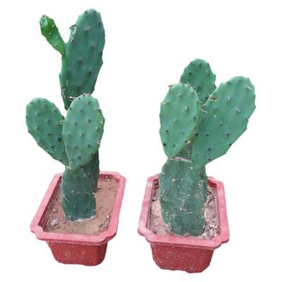 多肉盆栽绿植食用仙人掌植物