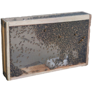 中蜂蜂群带王阿坝中蜂王双色红背开产种蜂王土蜂出售笼蜂蜜蜂活群