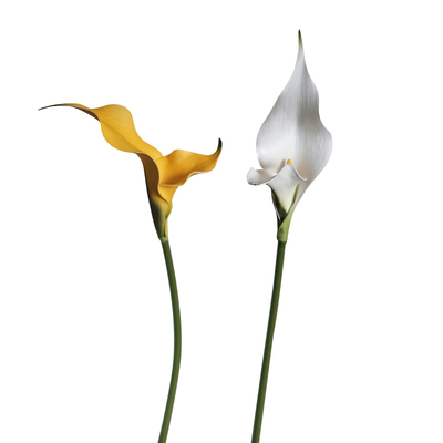 轻奢高端手感马蹄莲仿真花