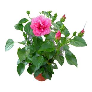 盆栽扶桑花苗 重瓣扶桑又名木槿花苗色彩鲜艳 黄色扶桑 四季开花