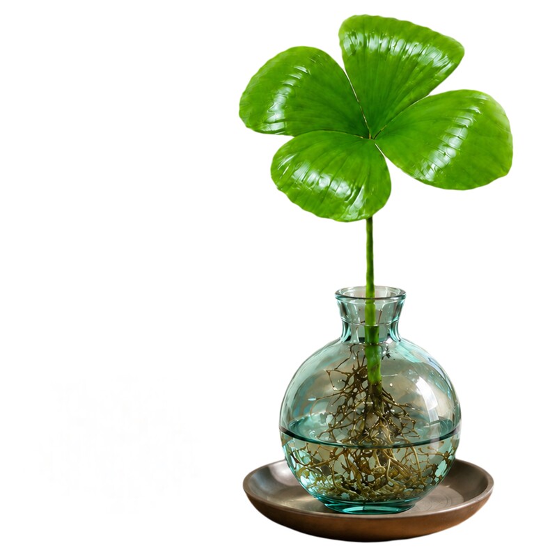 幸运四叶草墨西哥铁树植物水培养盆栽绿植办公室内禅意桌面小摆件
