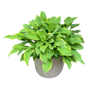 金叶石菖蒲金丝苔草英国山麦冬金边细芒玉簪多年生花草类花镜植物