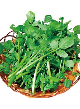 寿禾四季西洋菜中字豆瓣菜