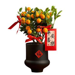 【带果发货】四季金桔盆栽可食用年宵花阳台绿植客厅桌面植物送礼