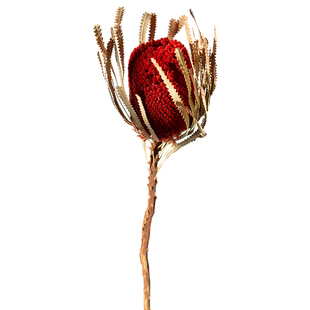 进口高端花材家居民宿装饰干燥花摆设橱窗摆件花束搭配班克木干花