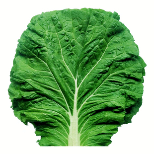 【现摘现发】东北白菜叶饭包叶 白菜叶子 白菜叶10片包邮