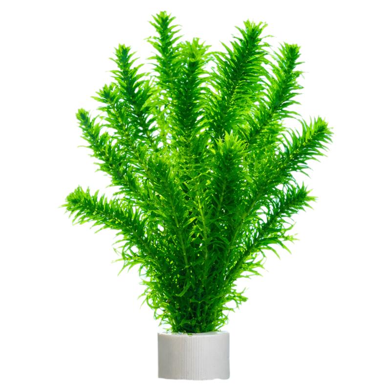 蜈蚣草水草植物养龟鱼缸造景鱼草缸净水绿植新手养鱼绿菊后景草