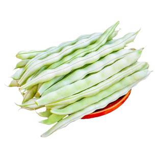 白不老摘不败豆角种子九粒白芸豆种籽四季豆阳台蔬菜老来少豆种孑