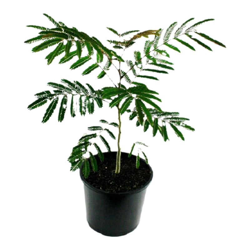 耐寒合欢花树苗绒花树银叶金芙蓉花苗别墅庭院南北方种植盆栽地栽