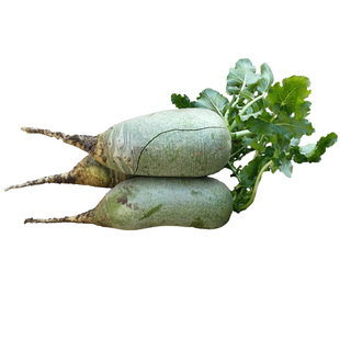 天津沙窝村产地自产沙窝萝卜脆甜爽口水果青萝卜新鲜正宗品质保障