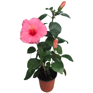 朱瑾花重瓣  扶桑花多年木本植物室外阳台庭院花卉芙蓉花带花包邮