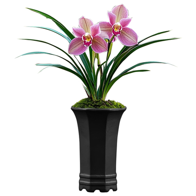 【双粉梅】带盆栽好叶艺兰花苗