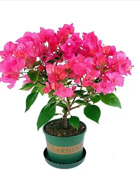 重瓣三角梅盆栽带花老桩小苗爬藤植物红梅花卉四季多季开花阳台