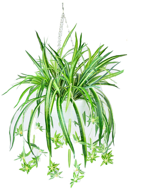 仿真花吊兰塑料花悬挂垂吊假花