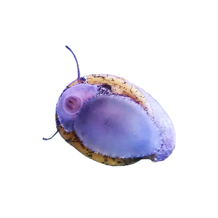 泰国黄金刚螺除藻淡水鱼缸壁吃绿褐藻黑金刚螺观赏鲍鱼工具斑马螺