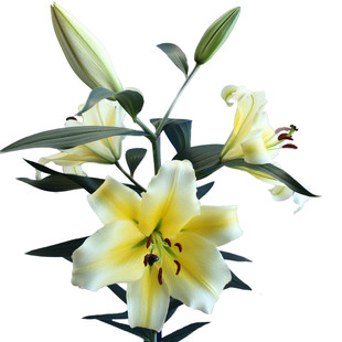 花香门第荷兰进口香水百合花种球伊莎贝拉百合种球 带芽发货对版