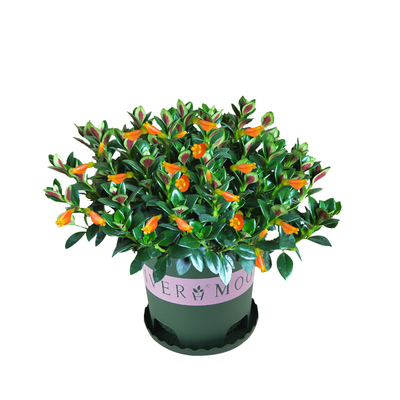 金鱼吊兰带花苞好养易活懒人花卉