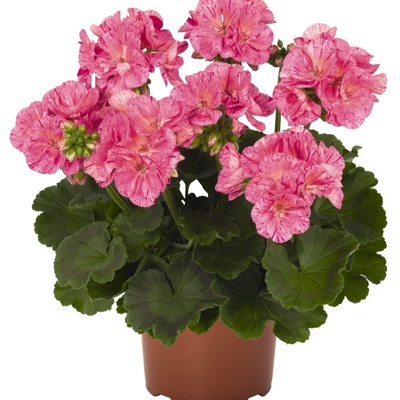 花卉苗成品四季天竺葵北京发货