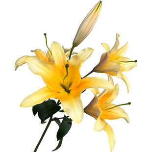 晚霞香水百合花大头花束鲜切花速递同城稀有橙黄色系云南基地直发