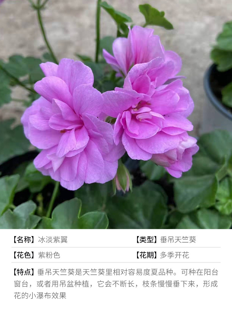 垂吊天竺葵花篮吊盆多季开花阳台庭院花卉植物盆栽苗