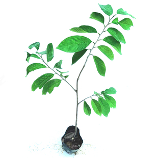 台湾释迦果树苗嫁接苗林檎果苗番荔枝佛头果盆栽地栽庭院当年结果